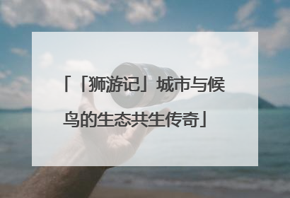 「狮游记」城市与候鸟的生态共生传奇