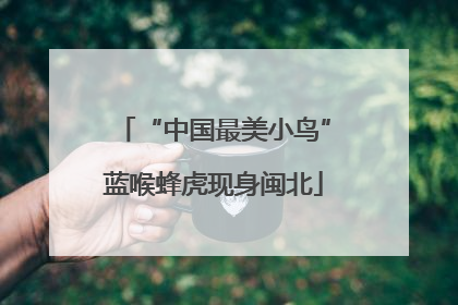 “中国最美小鸟”蓝喉蜂虎现身闽北