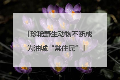 珍稀野生动物不断成为油城“常住民”