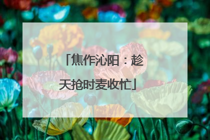 焦作沁阳：趁天抢时麦收忙