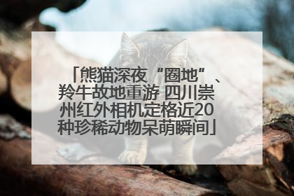 熊猫深夜“圈地”、羚牛故地重游 四川崇州红外相机定格近20种珍稀动物呆萌瞬间