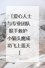 爱心人士与专业团队联手救护 小猫头鹰成功飞上蓝天