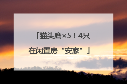 猫头鹰×5！4只在闲置房“安家”