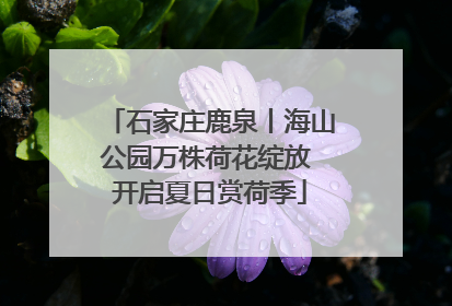 石家庄鹿泉丨海山公园万株荷花绽放 开启夏日赏荷季