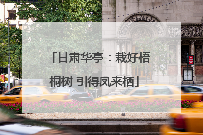 甘肃华亭：栽好梧桐树 引得凤来栖