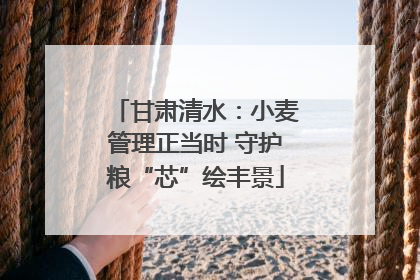 甘肃清水：小麦管理正当时 守护粮“芯”绘丰景