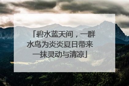 碧水蓝天间，一群水鸟为炎炎夏日带来一抹灵动与清凉
