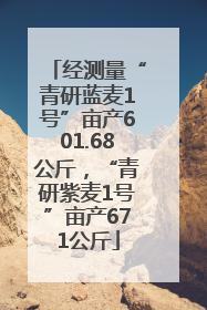 经测量“青研蓝麦1号”亩产601.68公斤，“青研紫麦1号”亩产671公斤