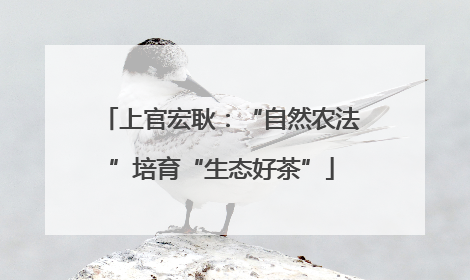 上官宏耿：“自然农法”培育“生态好茶”
