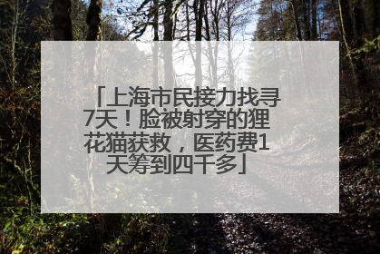 上海市民接力找寻7天！脸被射穿的狸花猫获救，医药费1天筹到四千多