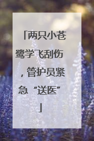 两只小苍鹭学飞刮伤，管护员紧急“送医”