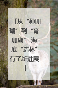 从“种珊瑚”到“育珊瑚” 海底“造林”有了新进展