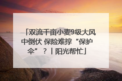 双流千亩小麦9级大风中倒伏 保险难撑“保护伞”？丨阳光帮忙