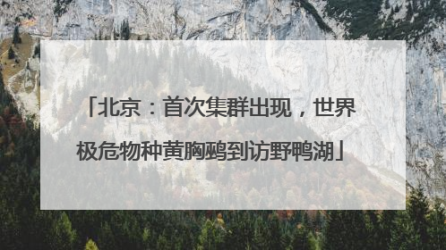 北京：首次集群出现，世界极危物种黄胸鹀到访野鸭湖