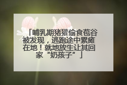 哺乳期猪獾偷食苞谷被发现，逃跑途中累瘫在地！就地放生让其回家“奶孩子”