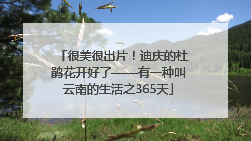 很美很出片！迪庆的杜鹃花开好了——有一种叫云南的生活之365天