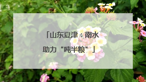 山东夏津：南水助力“吨半粮”