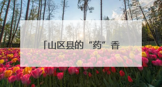 山区县的“药”香致富经丨万千气象看四川·平武③