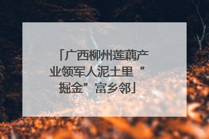 广西柳州莲藕产业领军人泥土里“掘金”富乡邻