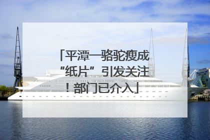 平潭一骆驼瘦成“纸片”引发关注！部门已介入