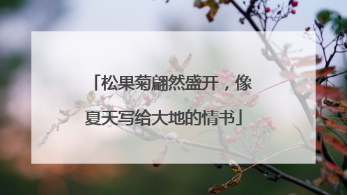 松果菊翩然盛开，像夏天写给大地的情书
