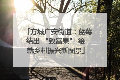 方城广安街道：蓝莓结出 “致富果” 绘就乡村振兴新图景