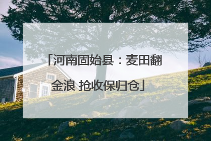 河南固始县：麦田翻金浪 抢收保归仓