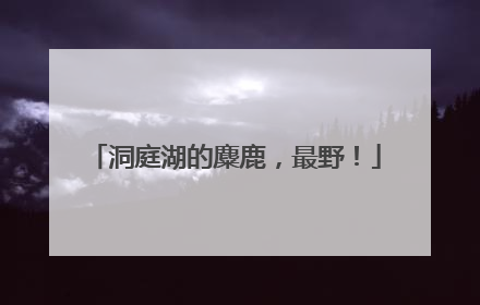 洞庭湖的麋鹿，最野！