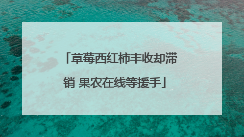 草莓西红柿丰收却滞销 果农在线等援手