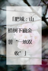 肥城：山楂树下藏金薯“一地双收”