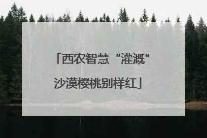 西农智慧“灌溉” 沙漠樱桃别样红
