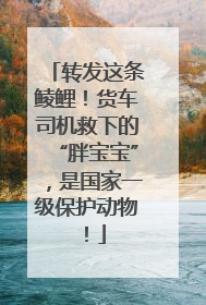 转发这条鲮鲤！货车司机救下的“胖宝宝”，是国家一级保护动物！
