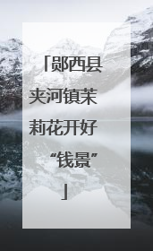郧西县夹河镇茉莉花开好“钱景”