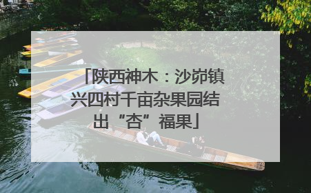 陕西神木：沙峁镇兴四村千亩杂果园结出“杏”福果
