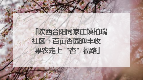 陕西合阳同家庄镇柏瑞社区：百亩杏园迎丰收 果农走上“杏”福路