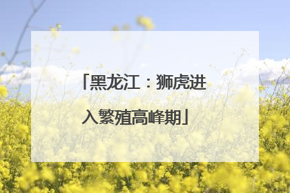 黑龙江：狮虎进入繁殖高峰期